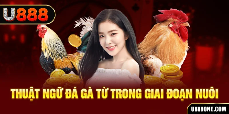 82vn xổ số miền bắc 90 ngày