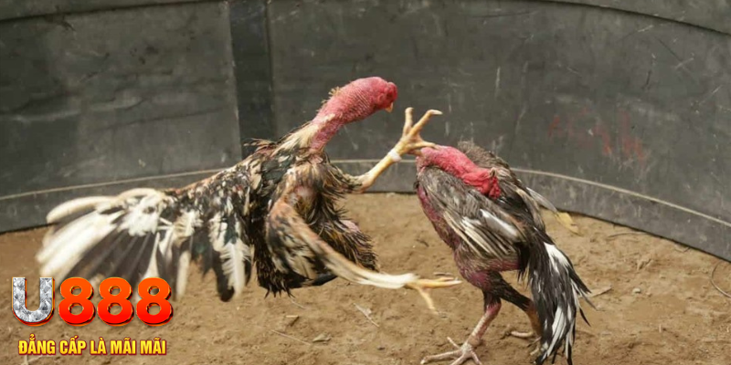 82vn đăng nhập liêng hôm nay